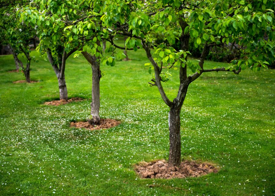 Ghid complet pentru plantarea și îngrijirea pomilor fructiferi